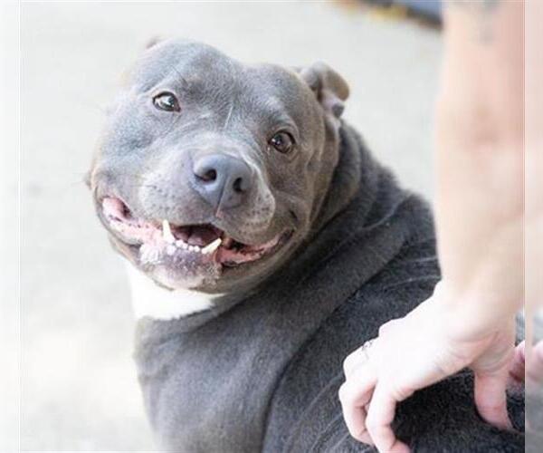 Medium Photo #3 American Pit Bull Terrier Puppy For Sale in Aurora, IL, USA