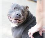 Small #2 American Pit Bull Terrier