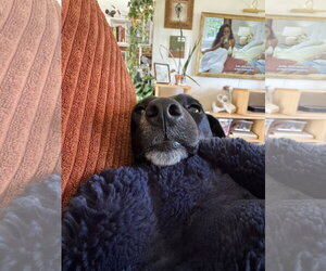 BUG #2 - Female Mutt Dog for Adoption - Photo #3