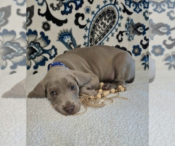 Medium Photo #8 Weimaraner Puppy For Sale in LEWISBURG, KY, USA