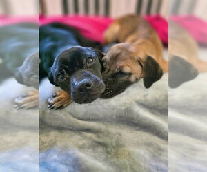 Amelia - Female American Pit Bull Terrier-Bulldog Mix Dog for Adoption - Photo #3