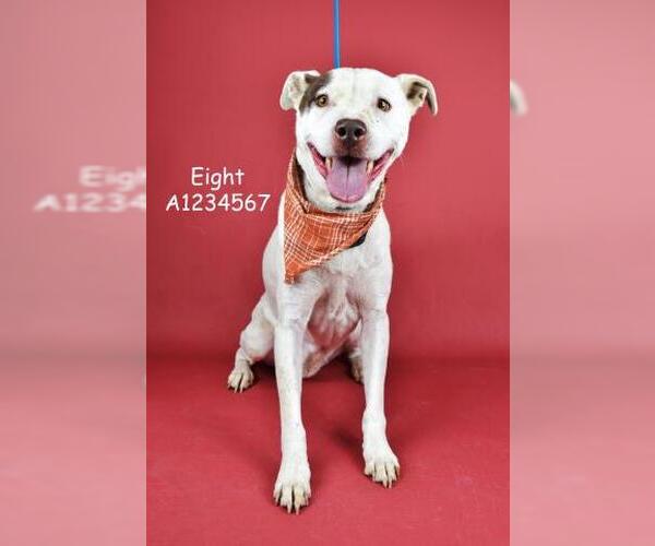 Medium Photo #1 Mutt Puppy For Sale in Bakersfield, CA, USA