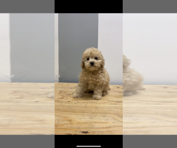 Medium Photo #2 Maltipoo Puppy For Sale in BALDWIN, NY, USA