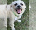 Small Malti-pug