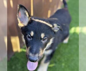 German Shepherd Dog-Unknown Mix Dogs for adoption in San Diego, CA, USA