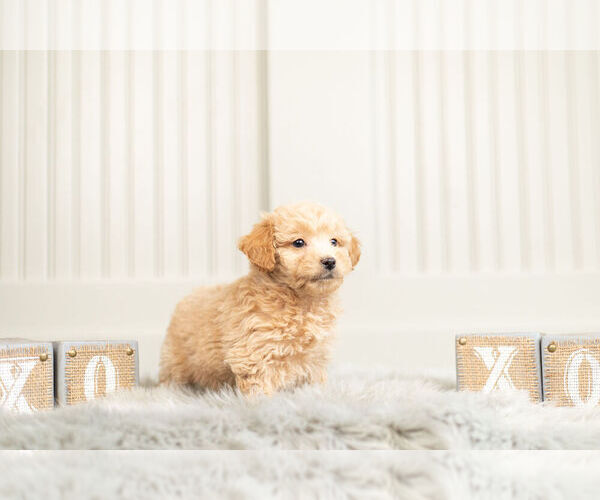 Medium Photo #8 Goldendoodle (Miniature) Puppy For Sale in WARSAW, IN, USA