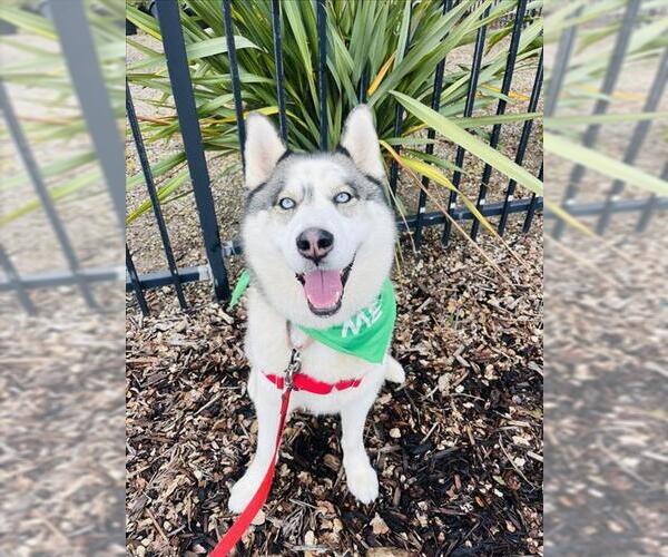 Medium Photo #2 Siberian Husky Puppy For Sale in Santa Barbara, CA, USA