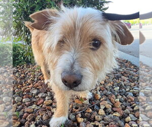 Mutt Dogs for adoption in Chico, CA, USA