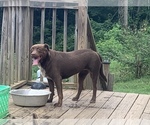Small Photo #1 American Pit Bull Terrier-Labrador Retriever Mix Puppy For Sale in BLAIRSVILLE, GA, USA