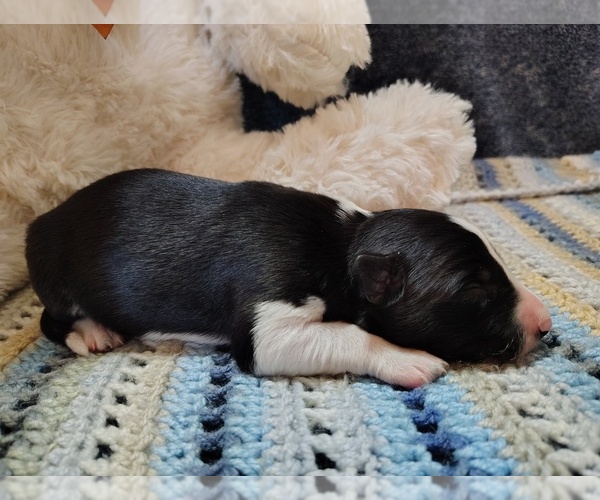 Medium Photo #32 Border Collie Puppy For Sale in NORBORNE, MO, USA