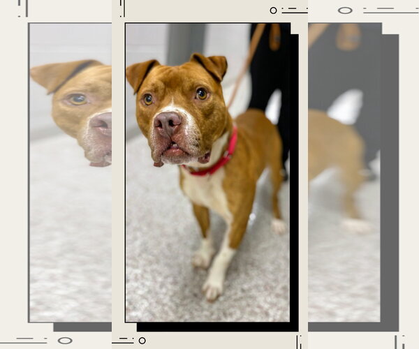 Medium Photo #4 Boxer-Unknown Mix Puppy For Sale in columbia, SC, USA