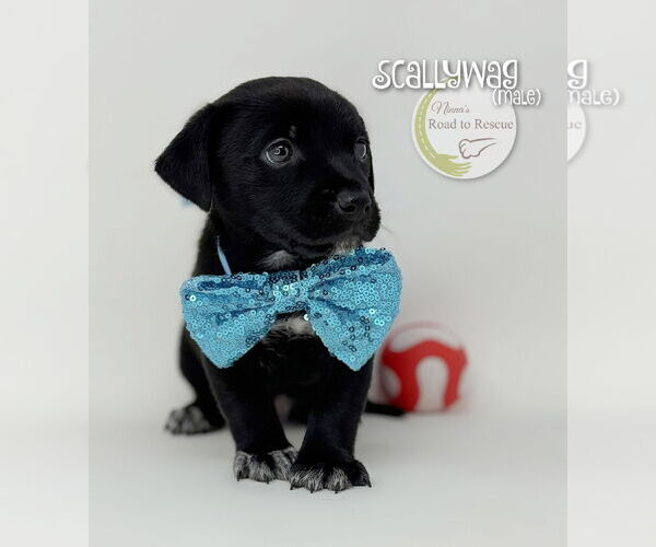 Medium Photo #1 Malteagle Puppy For Sale in Benton, LA, USA