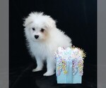 Small #4 Maltipom