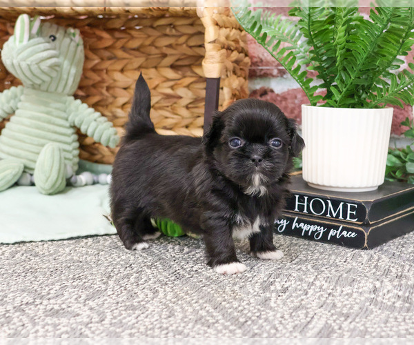 Medium Photo #5 Shih Tzu Puppy For Sale in SYRACUSE, IN, USA