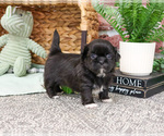 Small #4 Shih Tzu