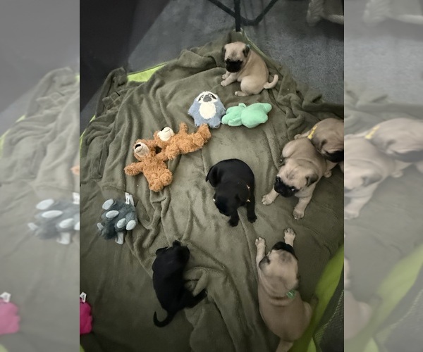 Medium Photo #2 Pug Puppy For Sale in SAINT PETERS, MO, USA