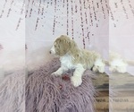 Small #6 Aussie-Poo-Goldendoodle Mix