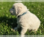 Small Photo #13 English Cream Golden Retriever Puppy For Sale in WOOSTER, OH, USA