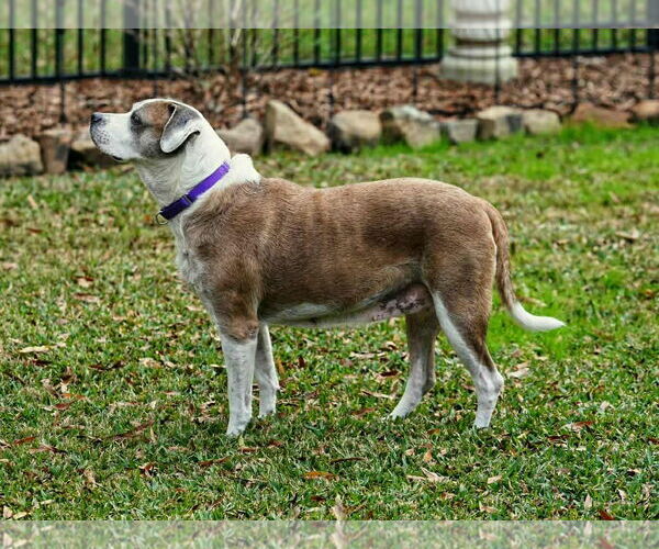 Medium Photo #16 Boxer-Unknown Mix Puppy For Sale in Boonton, NJ, USA