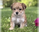 Small #4 Morkie