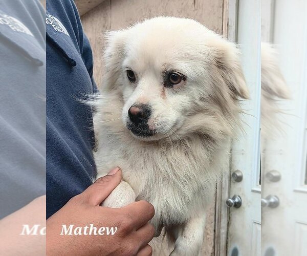 Medium Photo #2  Puppy For Sale in , 