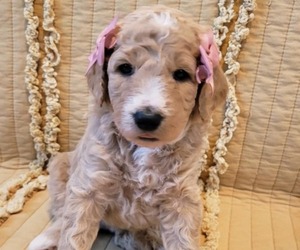 Bernedoodle (Miniature) Puppy for sale in ELKHART, IA, USA