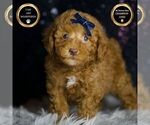 Puppy Tabasco AKC Poodle (Toy)