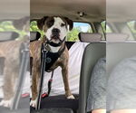 Small #6 American Pit Bull Terrier Mix