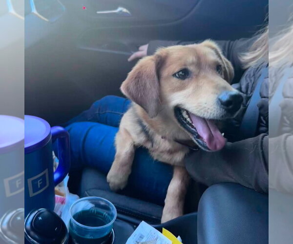 Medium Photo #1 Beagle-Unknown Mix Puppy For Sale in Rustburg, VA, USA