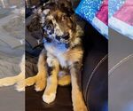 Small Photo #1 Miniature Australian Shepherd Puppy For Sale in COLUMBUS, OH, USA