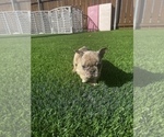 Small Photo #4 French Bulldog Puppy For Sale in SAN DIEGO, CA, USA