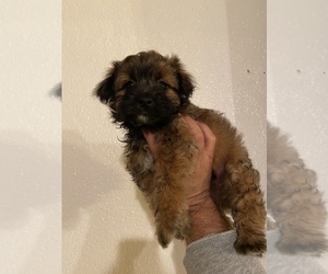 Shorkie Tzu Puppy for sale in MADISON, CA, USA
