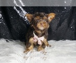 Small #3 Yorkshire Terrier