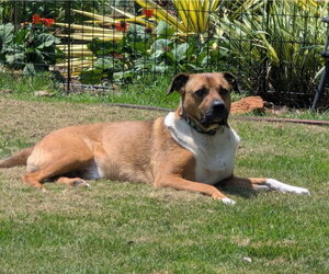 Chipper - Male Black Mouth Cur-Boxer Mix Dog for Adoption - Photo #2