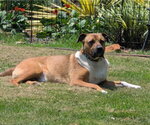 Small #1 Black Mouth Cur-Boxer Mix