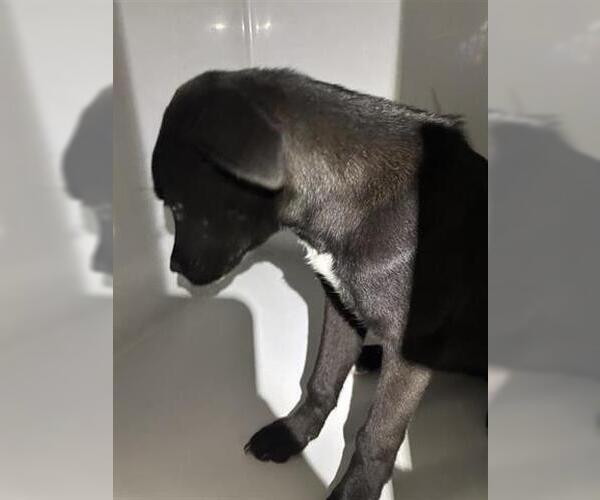 Medium Photo #1 Labrador Retriever-Unknown Mix Puppy For Sale in Houston, TX, USA