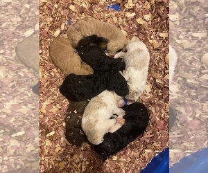 Poodle (Standard)-Springerdoodle Mix Puppy for sale in MANITOWOC, WI, USA