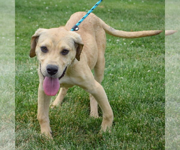 Medium Photo #3 Boxador Puppy For Sale in Huntley, IL, USA
