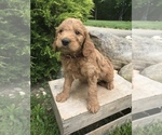 Small Photo #1 Goldendoodle Puppy For Sale in GOSHEN, IN, USA