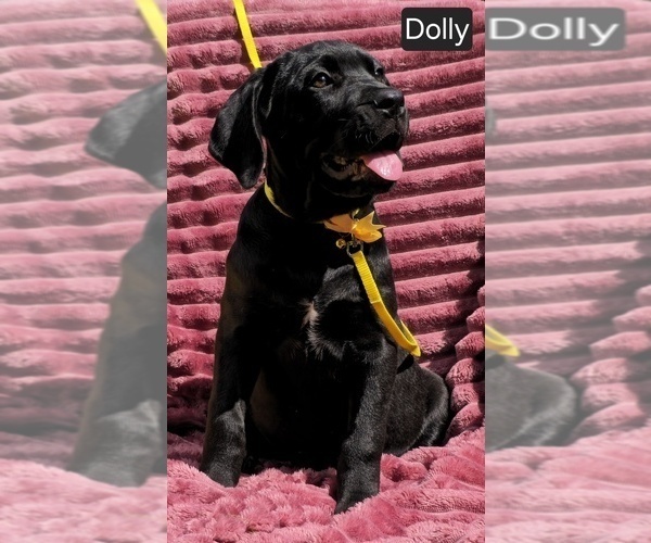 Medium Photo #6 Cane Corso Puppy For Sale in MINERAL WELLS, WV, USA