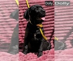 Small #5 Cane Corso