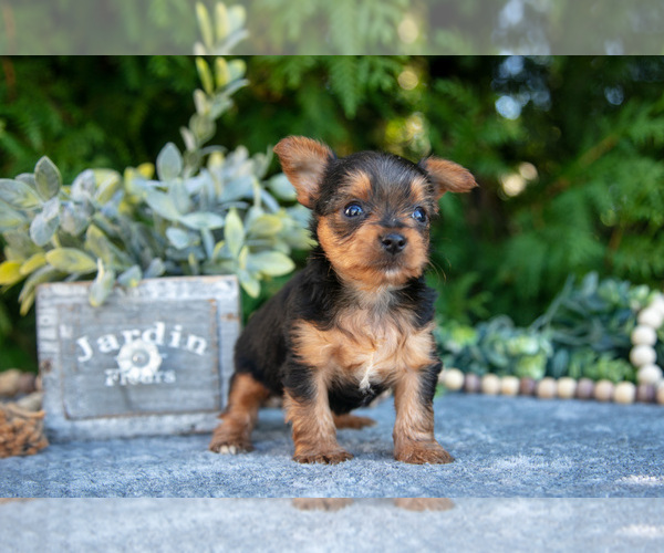 Medium Photo #2 Yorkshire Terrier Puppy For Sale in KIRKWOOD, PA, USA