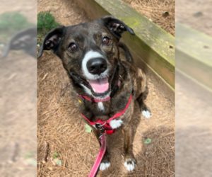 Bulloxer Dogs for adoption in Decatur, GA, USA