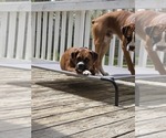 Small Photo #1 Boxer Puppy For Sale in GALLOWAY, NJ, USA