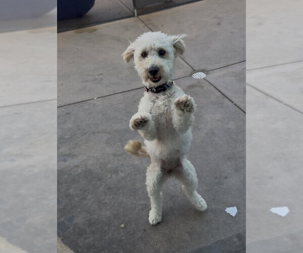Medium Photo #4 Goldendoodle (Miniature) Puppy For Sale in San Diego , CA, USA
