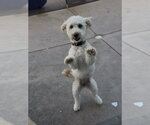 Small #3 Goldendoodle (Miniature)