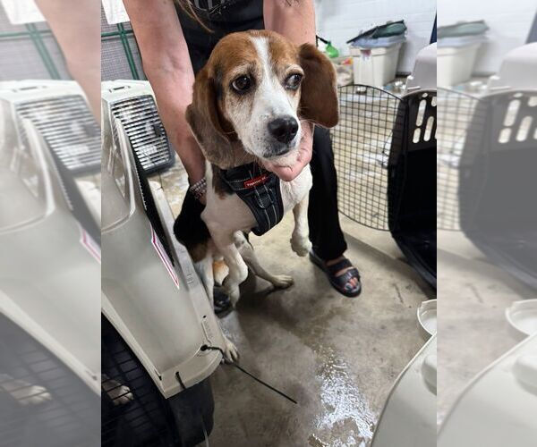Medium Photo #3 Beagle Puppy For Sale in Calgary, Alberta, Canada