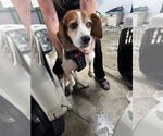 Small #2 Beagle