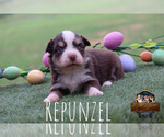 Small Photo #25 Miniature Australian Shepherd Puppy For Sale in GRANBURY, TX, USA