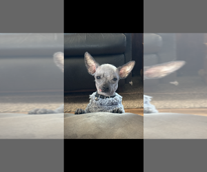 Chihuahua Puppy for sale in SHERMAN, TX, USA
